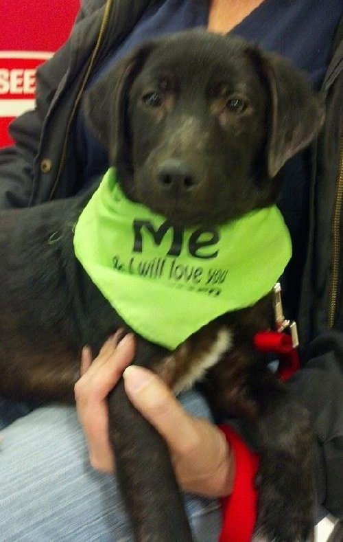 Nicole - ADOPTED 12.08.13