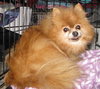 Tumbleweed-ADOPTED 12.26.13