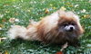 Tumbleweed-ADOPTED 12.26.13