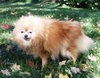 Tumbleweed-ADOPTED 12.26.13