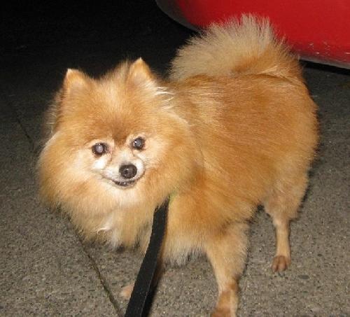 Tumbleweed-ADOPTED 12.26.13