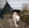 Princess and Sassy-Bonded Pair-ADOPTED 12.28.13