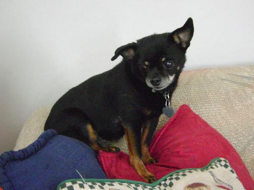 Princess and Sassy-Bonded Pair-ADOPTED 12.28.13