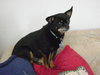 Princess and Sassy-Bonded Pair-ADOPTED 12.28.13