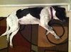 Phoebe-ADOPTED 11.25.13