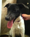 Phoebe-ADOPTED 11.25.13