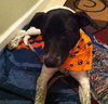 Phoebe-ADOPTED 11.25.13