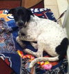 Phoebe-ADOPTED 11.25.13