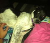 Phoebe-ADOPTED 11.25.13