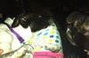 Phoebe-ADOPTED 11.25.13