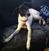 Phoebe-ADOPTED 11.25.13