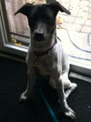 Phoebe-ADOPTED 11.25.13