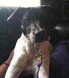 Phoebe-ADOPTED 11.25.13