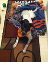 Phoebe-ADOPTED 11.25.13