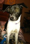 Phoebe-ADOPTED 11.25.13