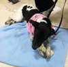Phoebe-ADOPTED 11.25.13