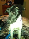 Phoebe-ADOPTED 11.25.13