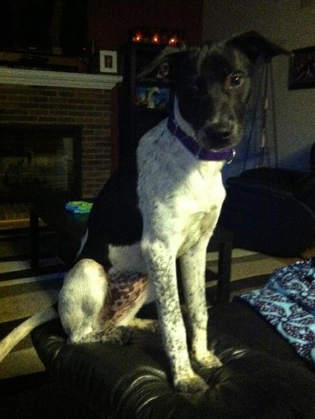 Phoebe-ADOPTED 11.25.13