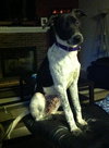 Phoebe-ADOPTED 11.25.13