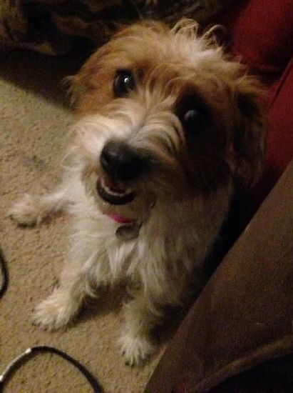 Todee-ADOPTED 11.16.13