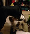 Todee-ADOPTED 11.16.13