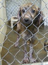 Punkie Boy-ADOPTED 12.07.13