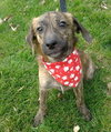 Punkie Boy-ADOPTED 12.07.13