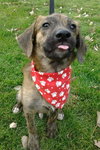 Punkie Boy-ADOPTED 12.07.13