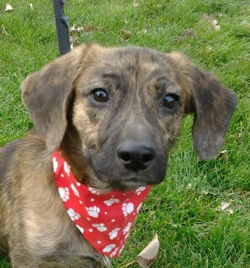 Punkie Boy-ADOPTED 12.07.13