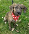 Punkie Boy-ADOPTED 12.07.13