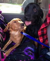 Shirley-Bonded with Laverne-ADOPTED 11.11.13