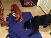 Shirley-Bonded with Laverne-ADOPTED 11.11.13