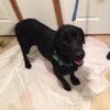 Shirley-Bonded with Laverne-ADOPTED 11.11.13
