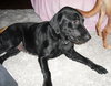 Shirley-Bonded with Laverne-ADOPTED 11.11.13