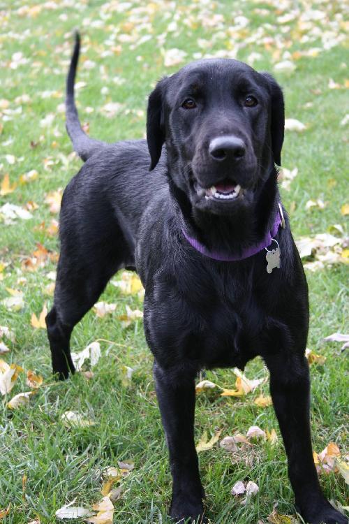 Shirley-Bonded with Laverne-ADOPTED 11.11.13