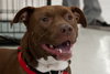 Dixon - ADOPTED 09.25.16