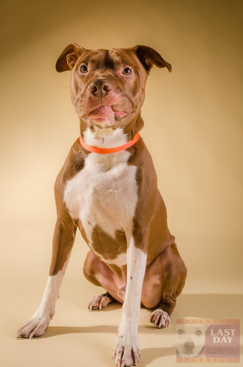 Dixon - ADOPTED 09.25.16