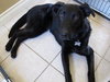 Stryker-ADOPTED 12.06.13