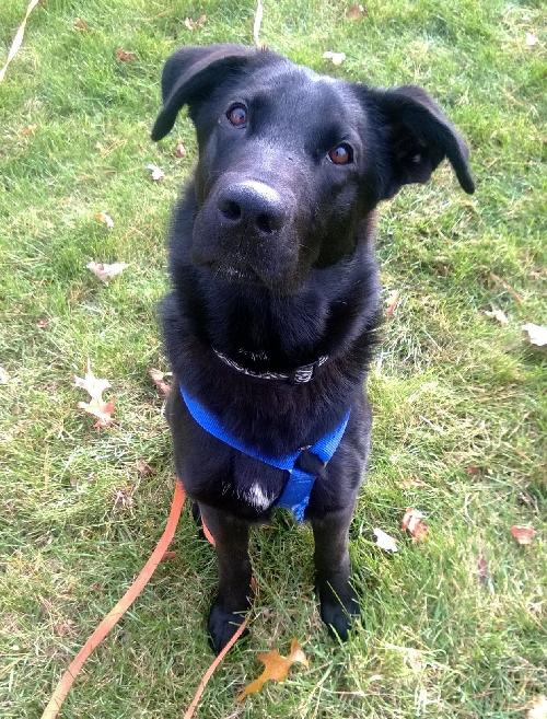 Stryker-ADOPTED 12.06.13