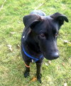 Stryker-ADOPTED 12.06.13