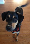 Ij Litter Leni - ADOPTED 11.21.13