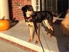 Ij Litter Leni - ADOPTED 11.21.13