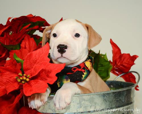 Gj Litter Simba - ADOPTED 12.01.13