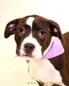 Gj Litter Nala - ADOPTED 03.08.14