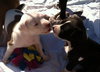 Kuvo Jr - Gj Litter ADOPTED 06.26.18