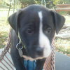 Kuvo Jr - Gj Litter ADOPTED 06.26.18