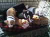Kuvo Jr - Gj Litter ADOPTED 06.26.18