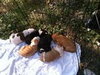Kuvo Jr - Gj Litter ADOPTED 06.26.18