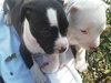 Kuvo Jr - Gj Litter ADOPTED 06.26.18
