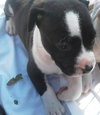 Kuvo Jr - Gj Litter ADOPTED 06.26.18
